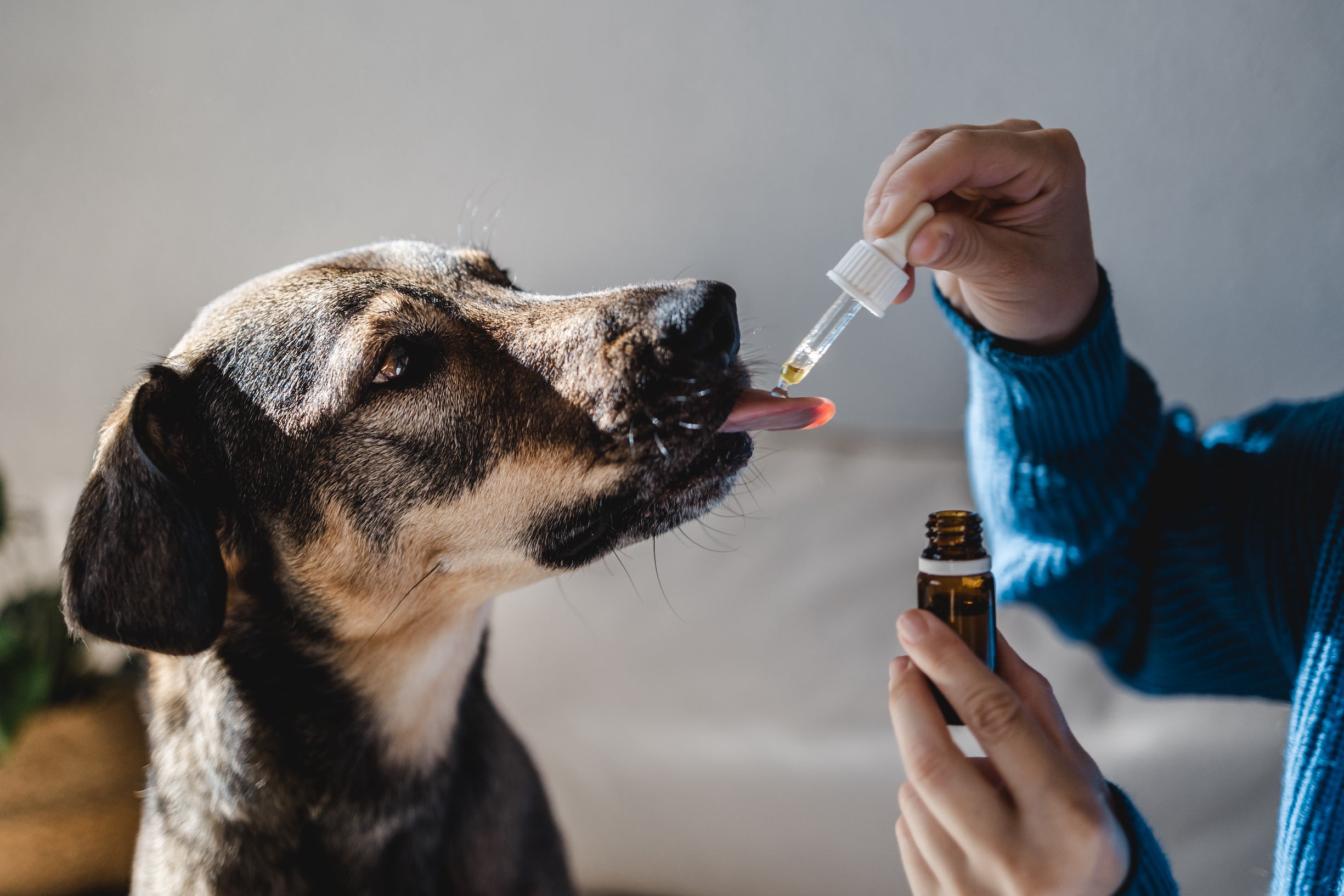 Dog With Tincture